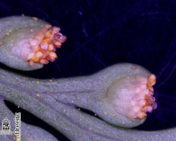 Helechos (Davallia canariensis) - Detalle de soros con indusio.jpg